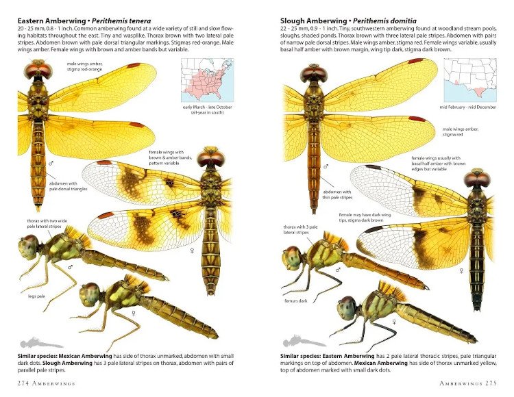 dragonflies of north america