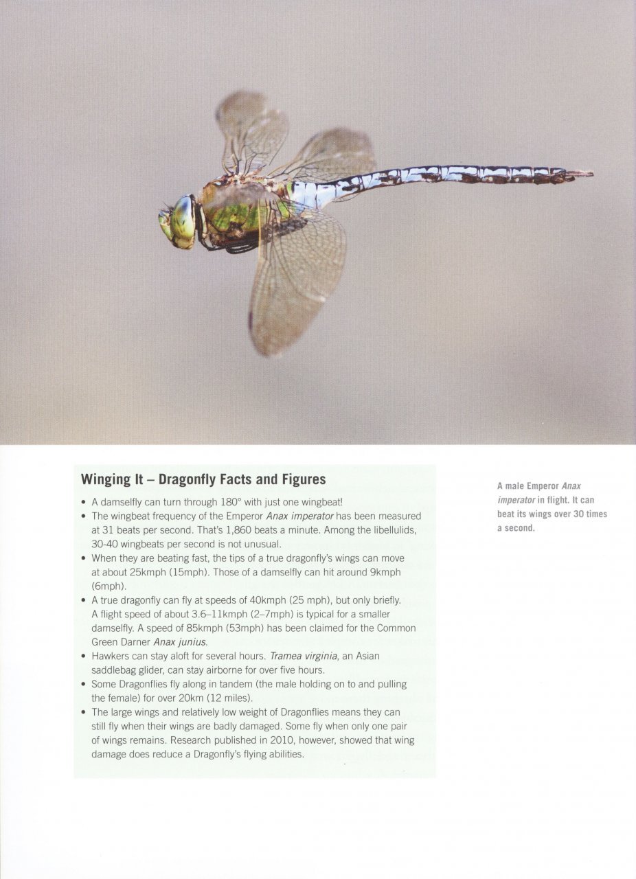 dragonfly