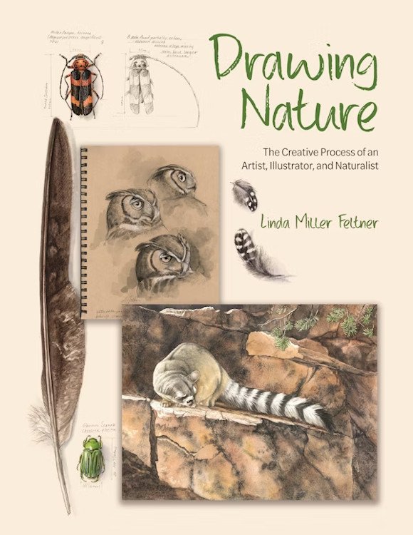 drawing nature: the creative process of an artist, illustrator, and naturalist