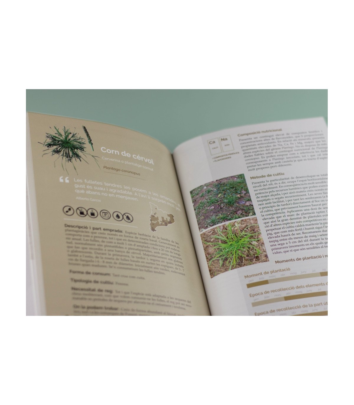 el llibre de les plantes silvestres comestibles 1