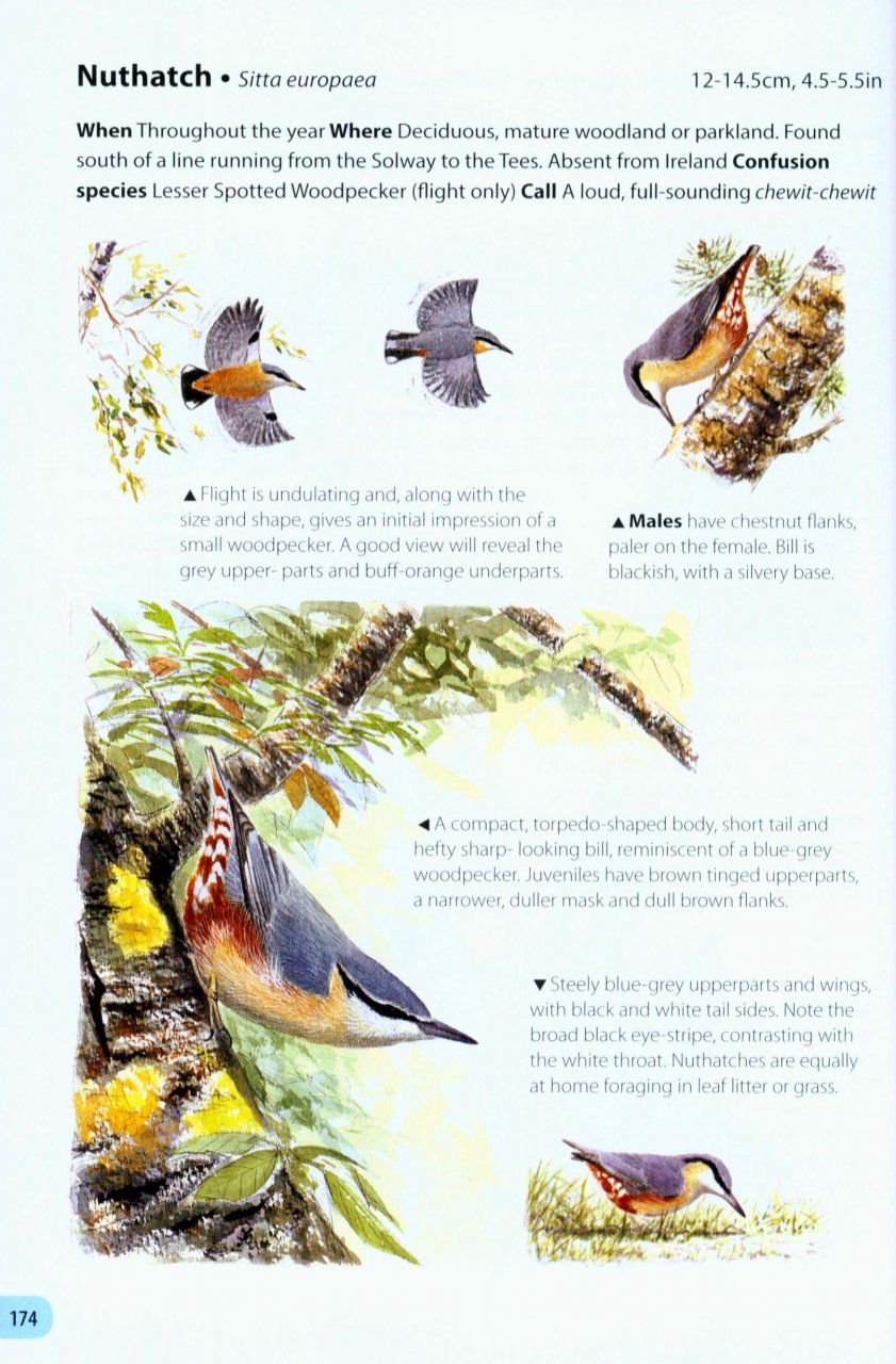 field guide to the birds of britain and ireland