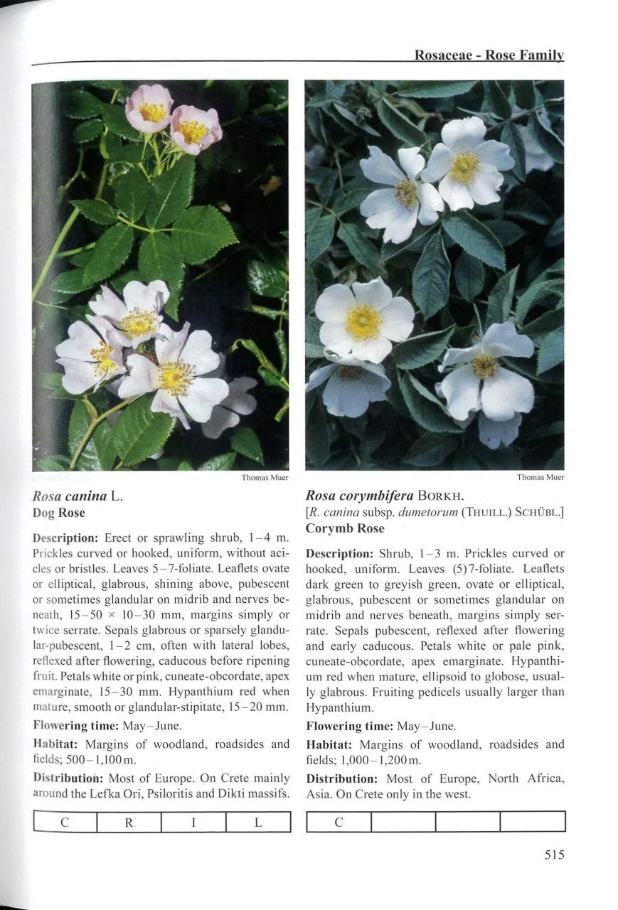 flora cretica a complete handbook of all flowering plants, lycopods and ferns occuring on the island of crete and surroundind islets