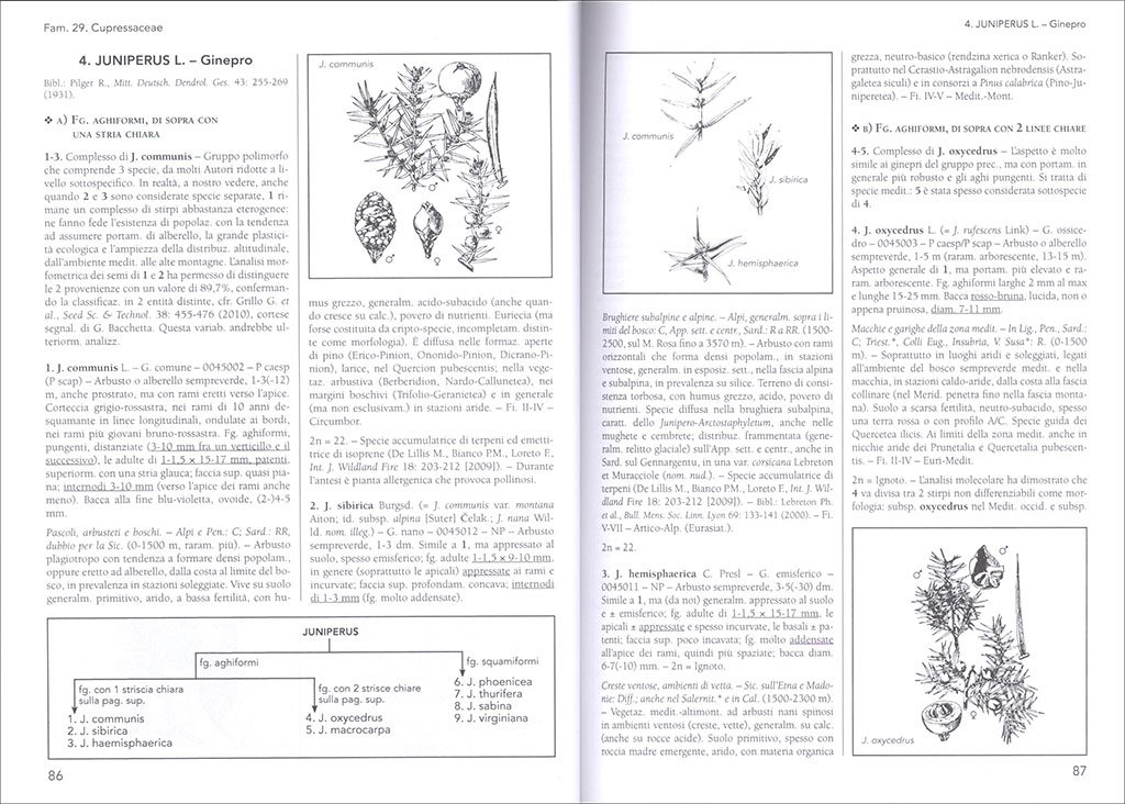 flora d'italia volume secondo