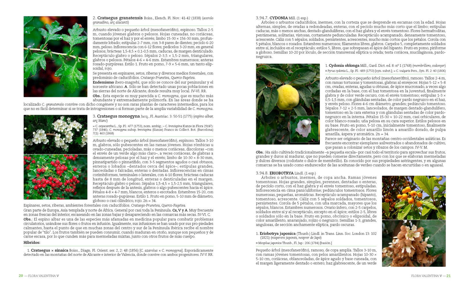 flora valentina v (rosaceae-zygophyllaceae)