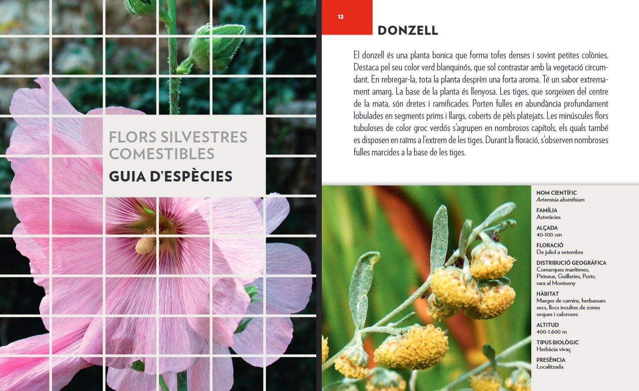 flors silvestres comestibles. una guia + un quadern de camp