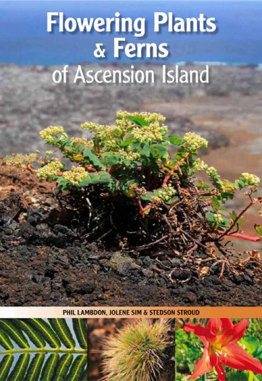 flowering plants & ferns of ascension island