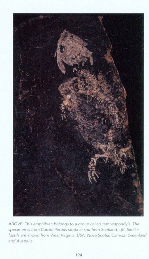 fossils: a photographic field guide