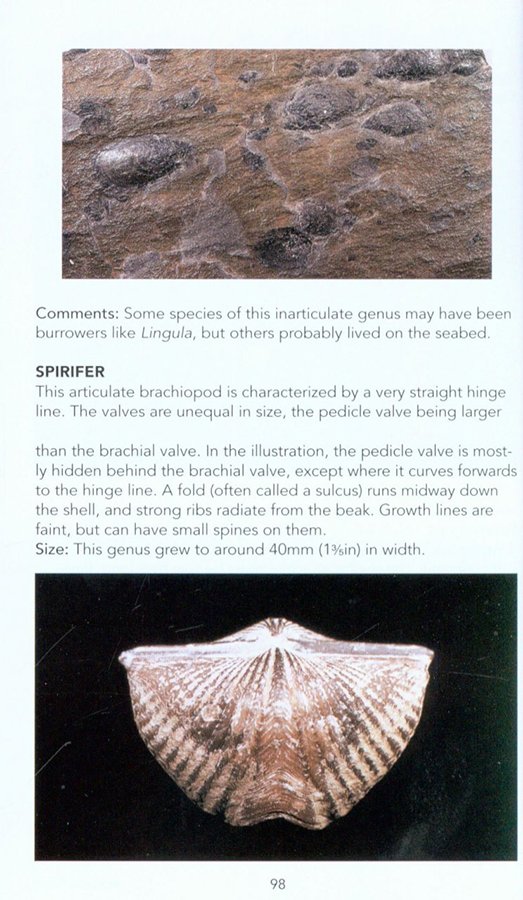 fossils: a photographic field guide