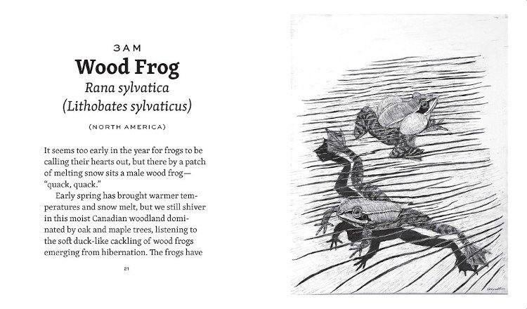 frog day: a story of 24 hours and 24 amphibian lives