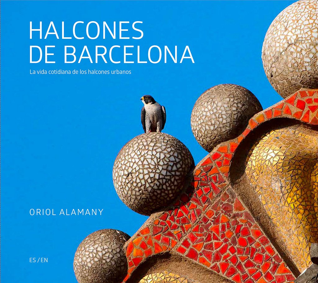halcones de barcelona / barcelona falcons