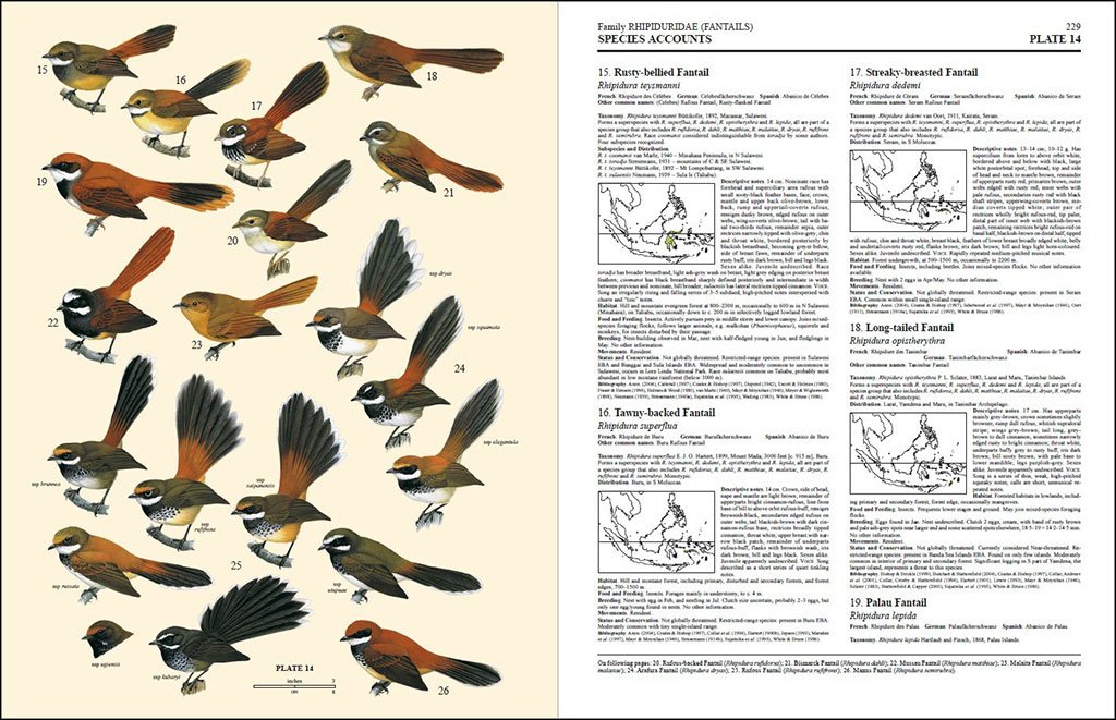 handbook of the birds of the world, vol. 11 old world flycatchers to old world warbles