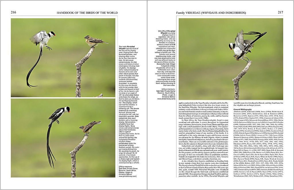 handbook of the birds of the world, vol. 15 . weavers to new world warblers