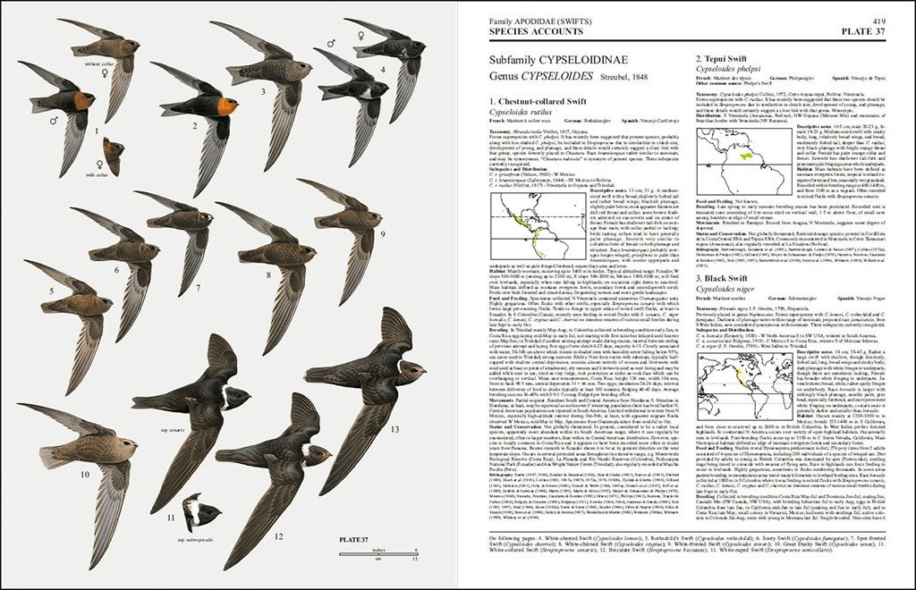 handbook of the birds of the world, vol. 5. barn-owls to hummingbirds