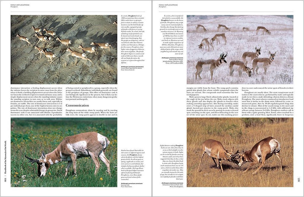 handbook of the mammals of the world. vol. 2 hoofed mammals