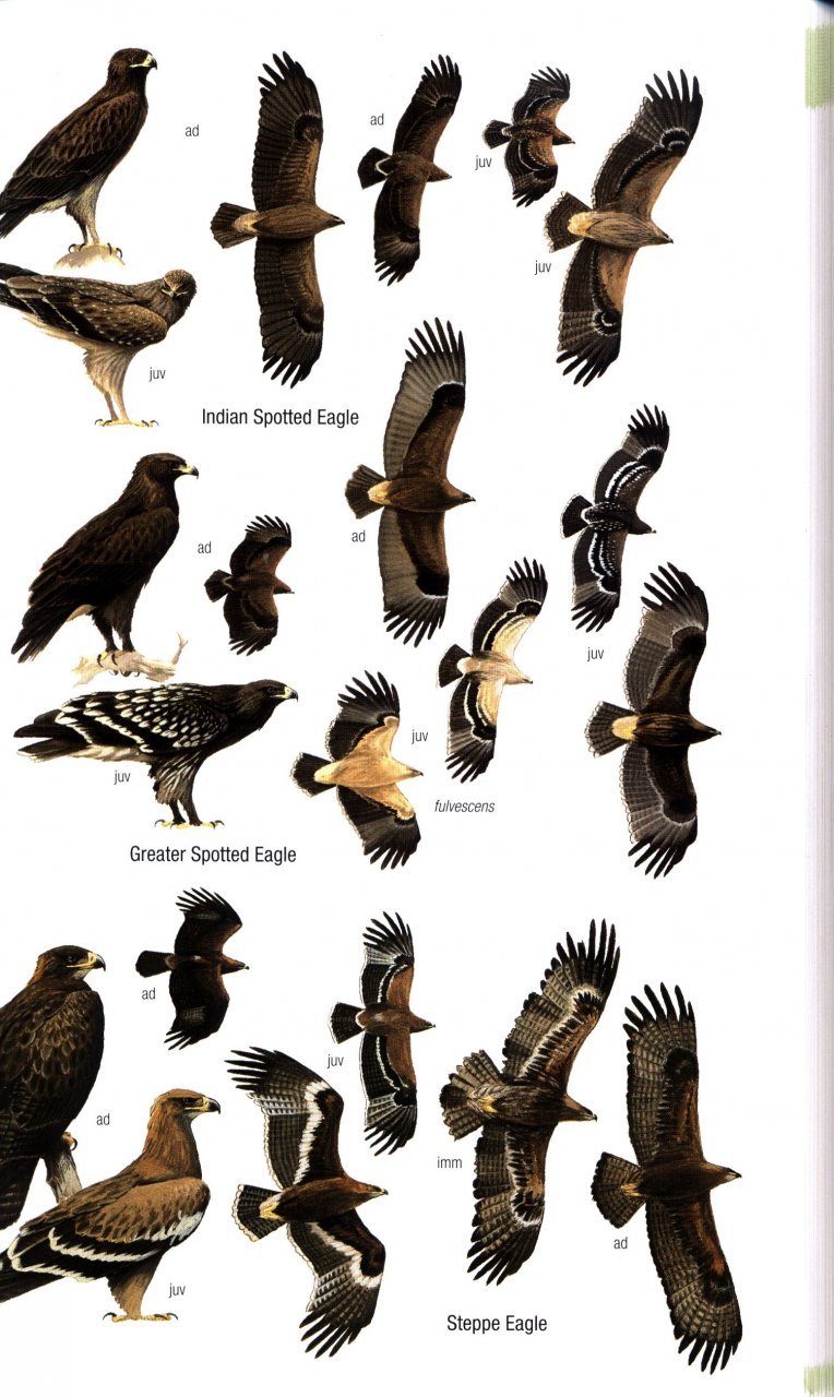 helm field guides. birds of bhutan and the eastern himalayas