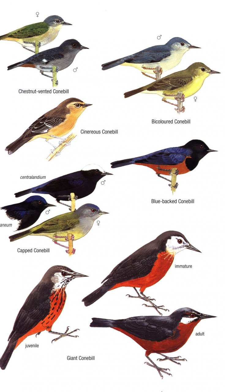 helm field guides. birds of ecuador