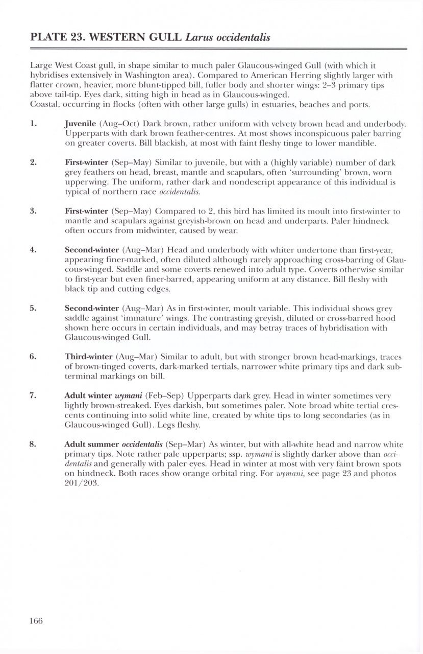 helm identification guides. gulls of europe, asia & north america