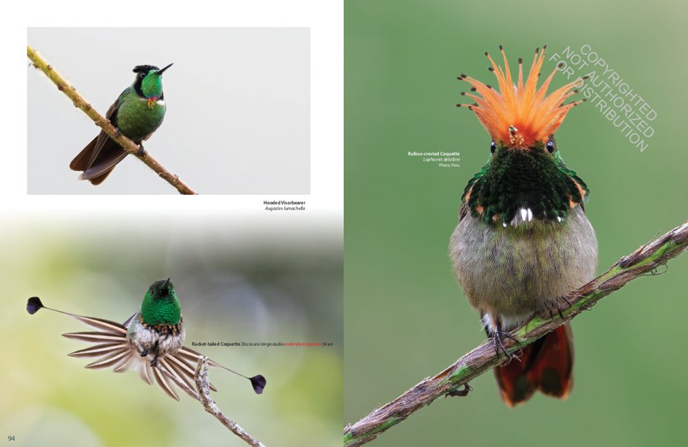 hummingbirds. a celebration of nature's jewels