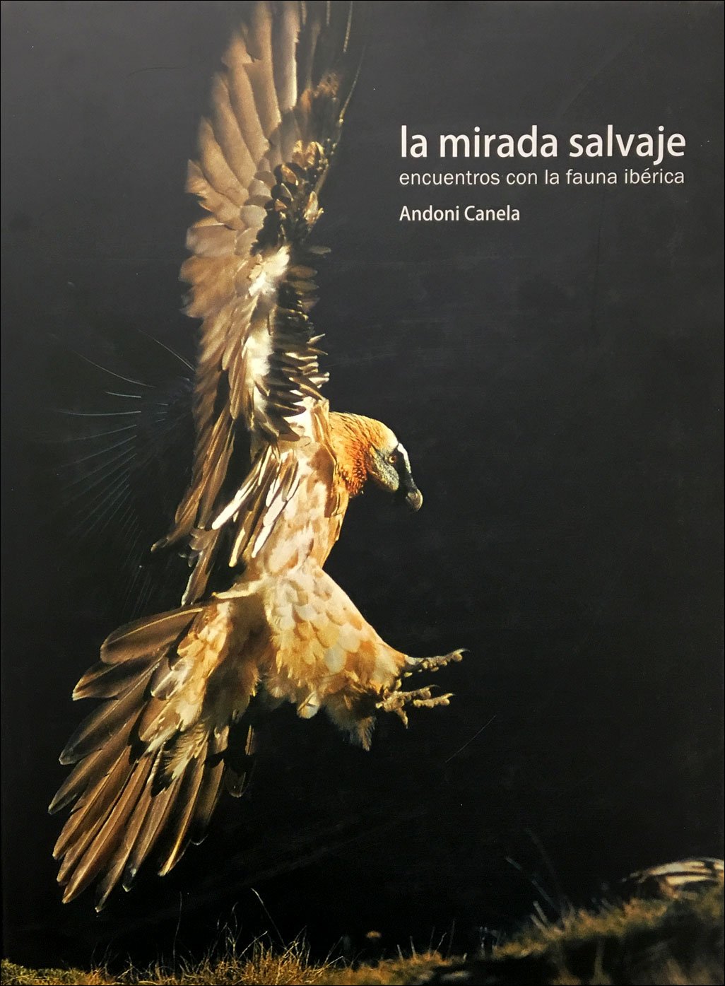 la mirada salvaje