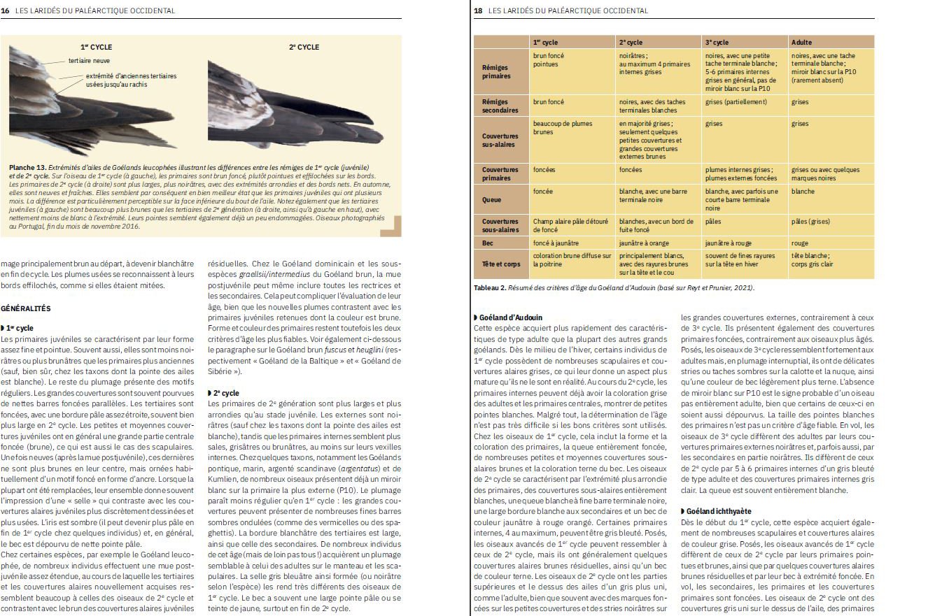 les larides du paleartique occidental. guide d'identification des mouttes et des goelands