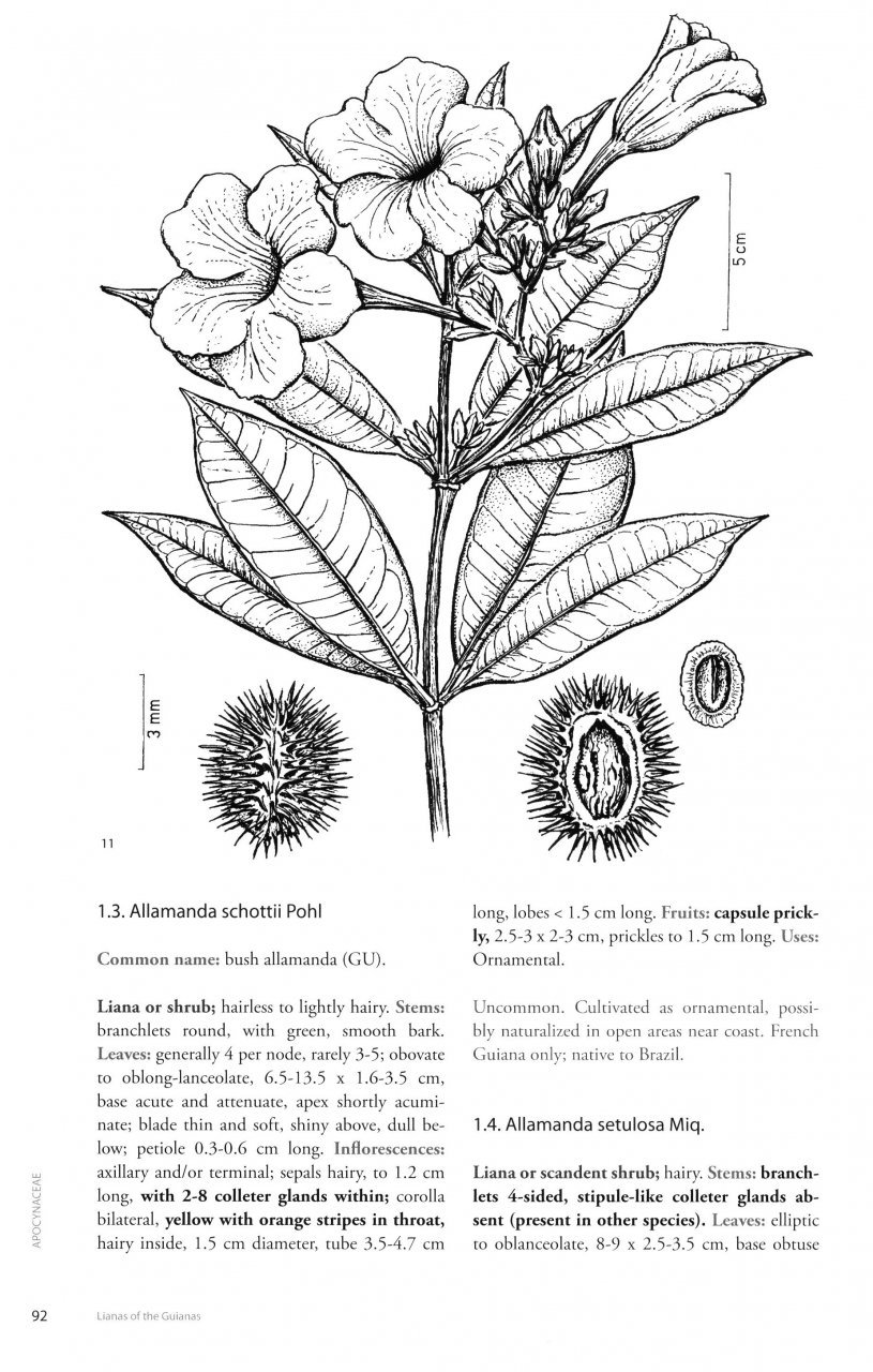 lianas of the guianas