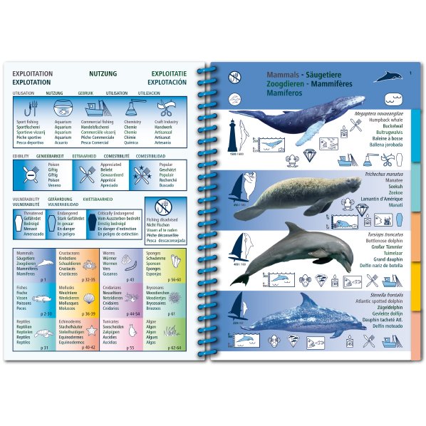 marine pictolife. western tropical atlantic