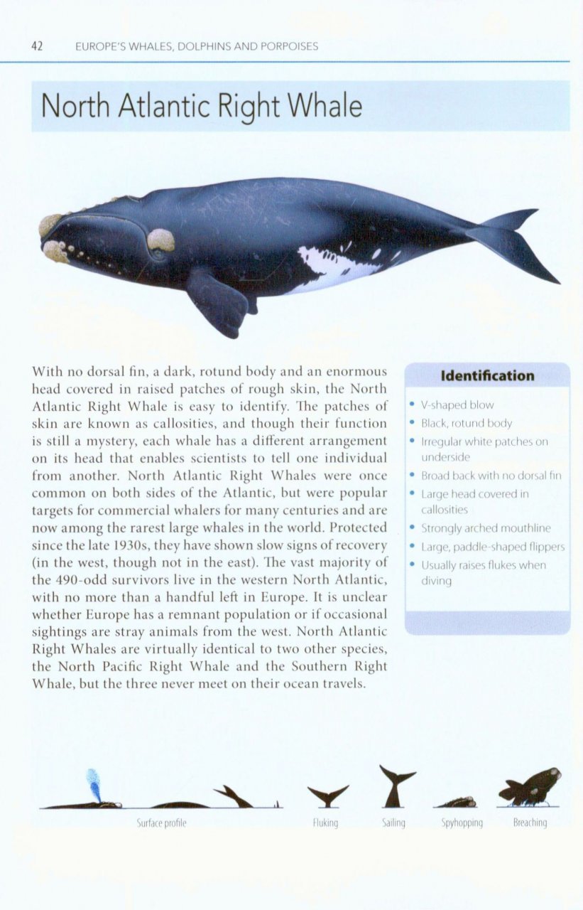 mark carwardine's guide to whale watching in britain and europe