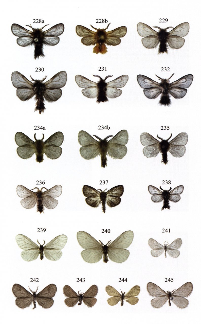 microlepidoptera of europe, volume 10 depressariidae