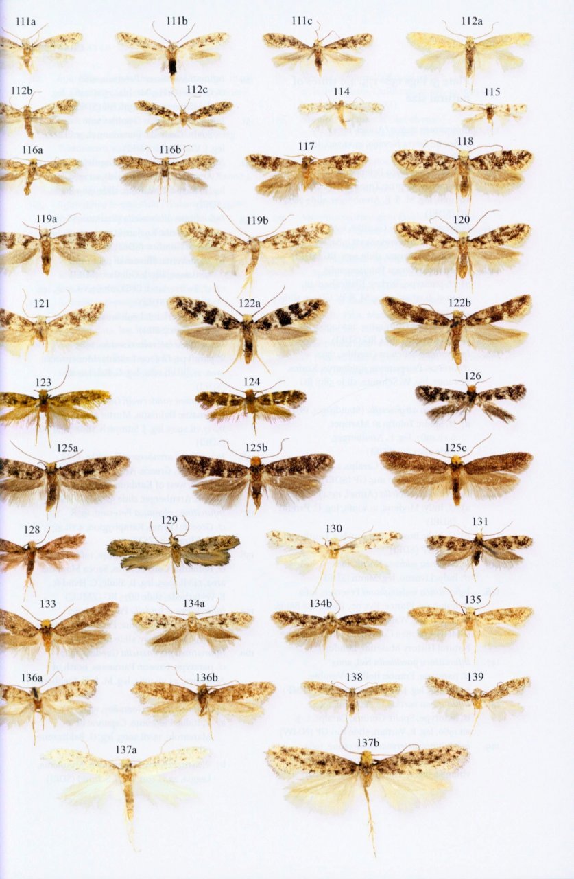 microlepidoptera of europe, volume 7 tineidae i (dryadaulinae, hapsiferinae, euplocaminae, scardiinae, nemapogoninae and meessiinae)