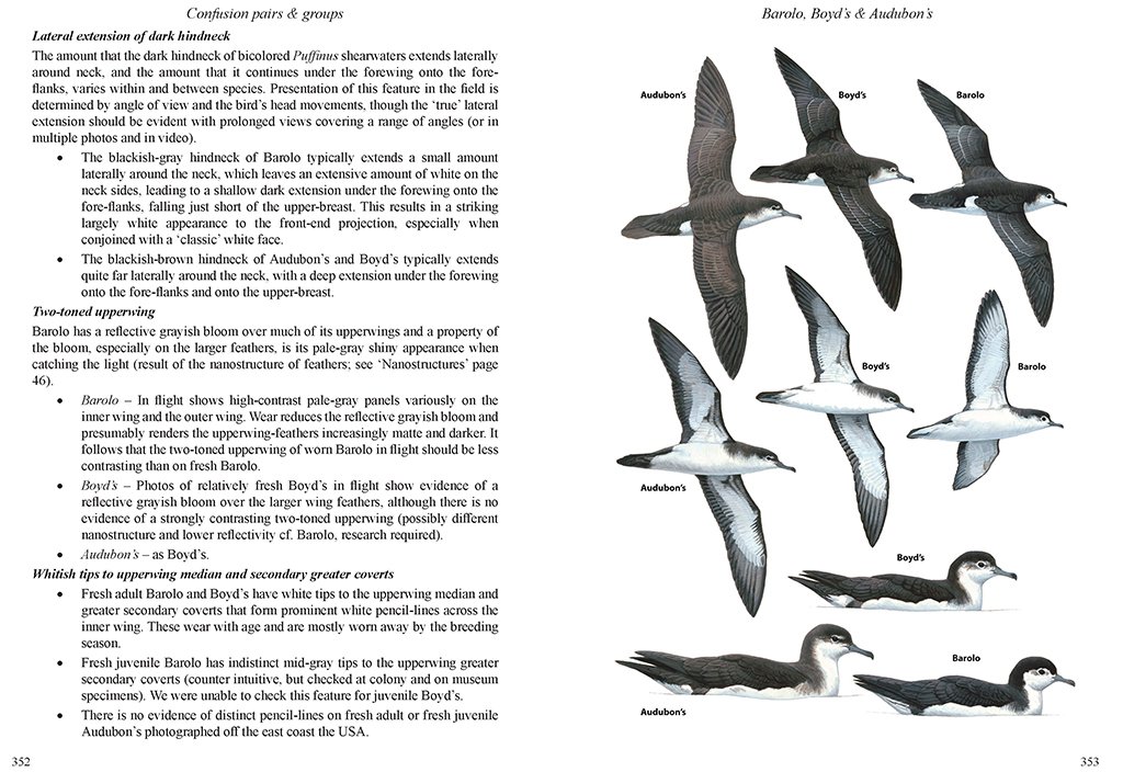 multimedia identification guide to north atlantic seabirds. shearwaters. jouanin's & white-chinned petrels