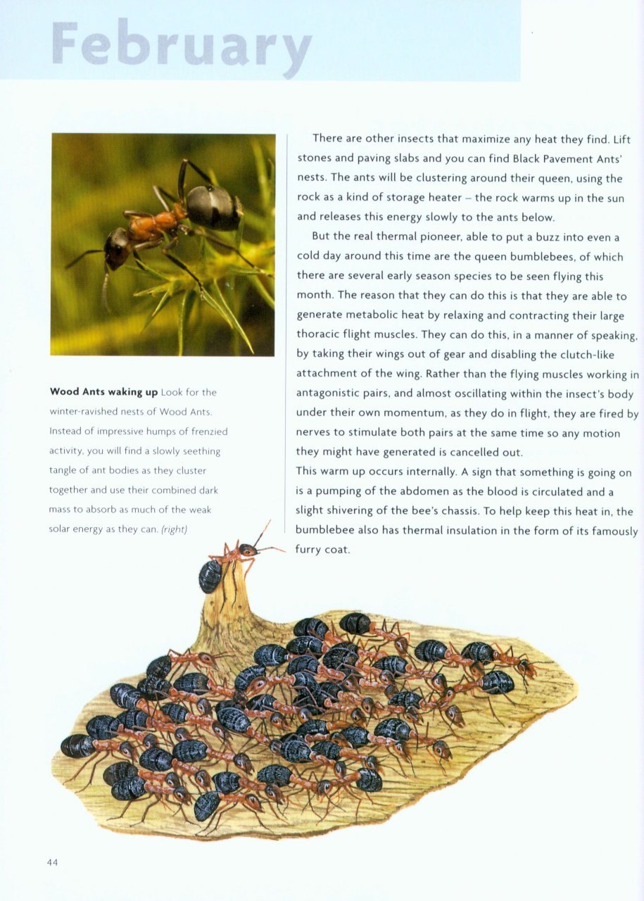 nick baker's british wildlife: a month by month guide