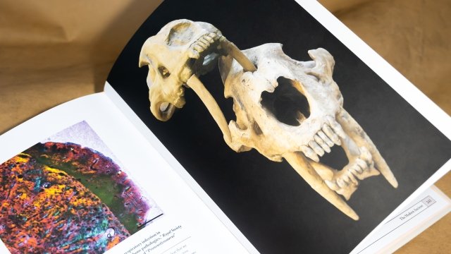 paleontology. an illustrated history
