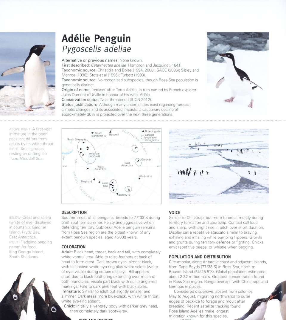 penguins. their world, their ways