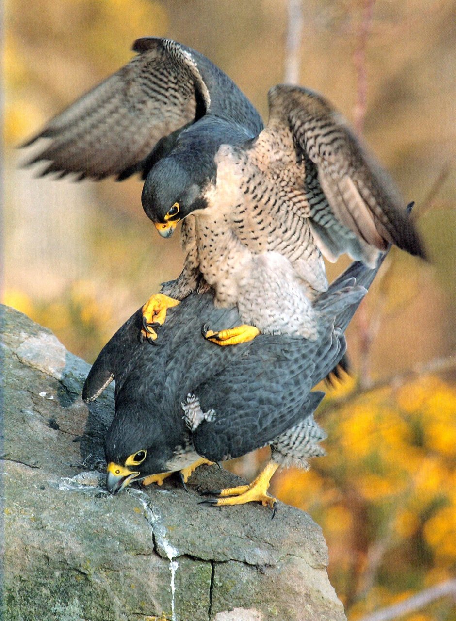 peregrine falcon