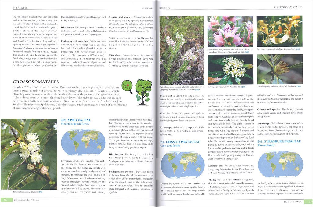 plants of the world. an illustrated encyclopedia of vascular plant families