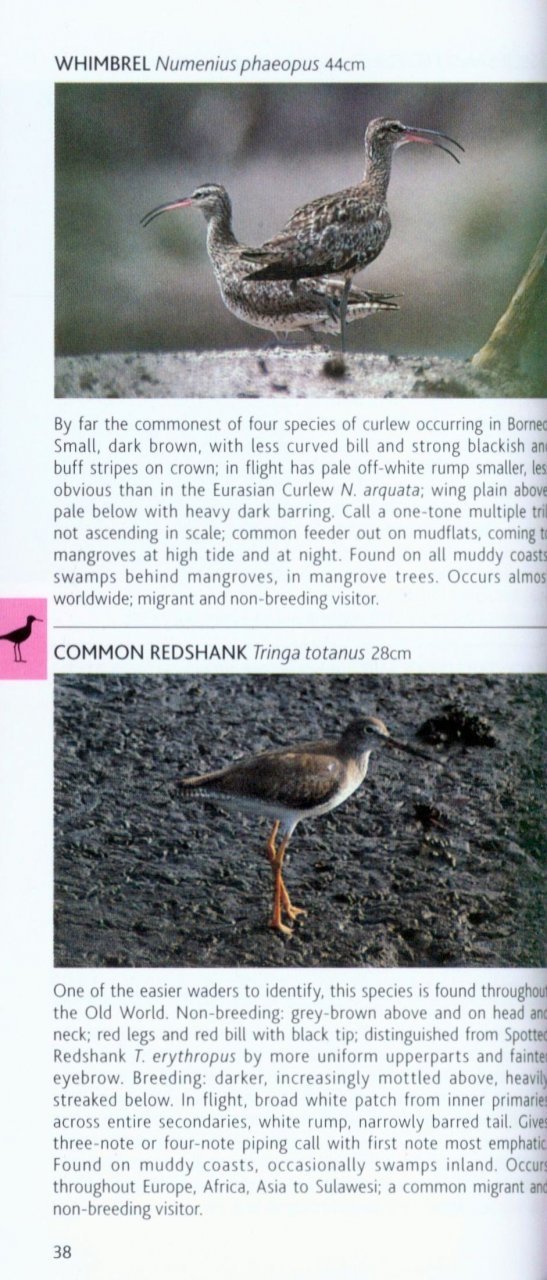 pocket photo guide to the birds of borneo: sabah, sarawak, brunei and kalimantan