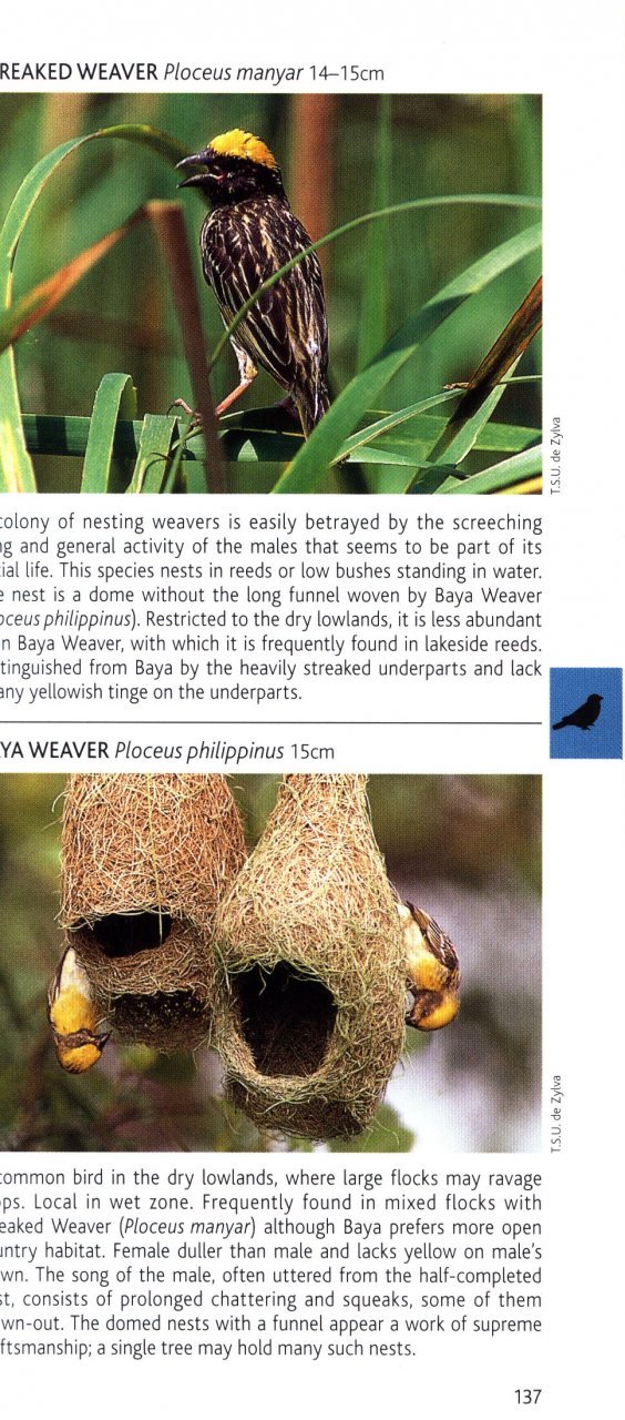 pocket photo guide to the birds of sri lanka