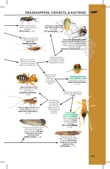 princeton field guides. insects of north america