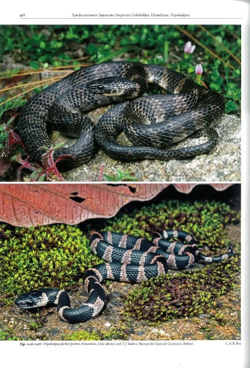 reptiles of oaxaca. turtles, crocodiles, lizards and snakes of mexico's most biodiverse state