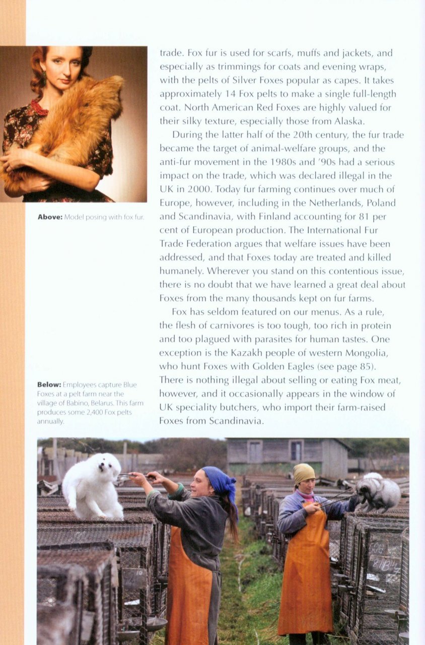 rspb spotlight: foxes
