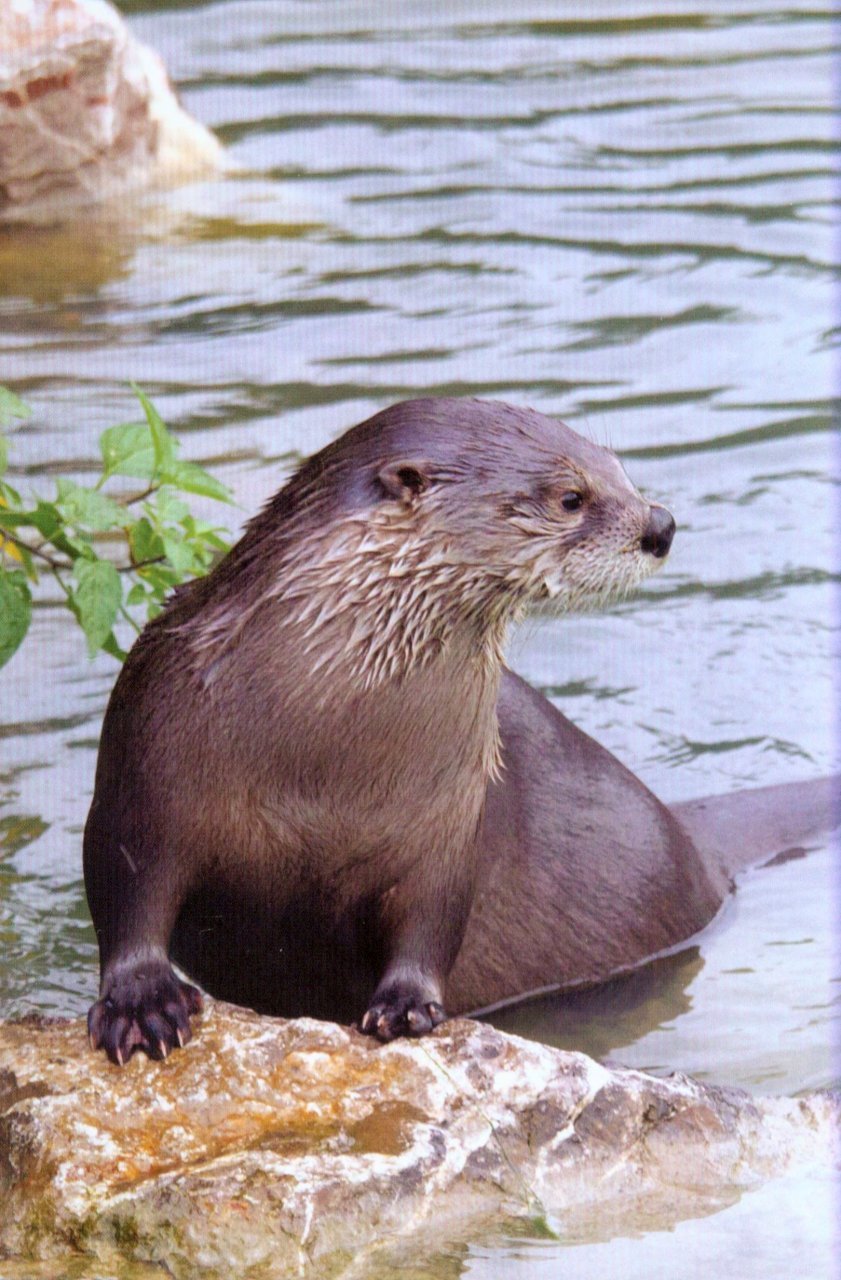 rspb spotlight: otters
