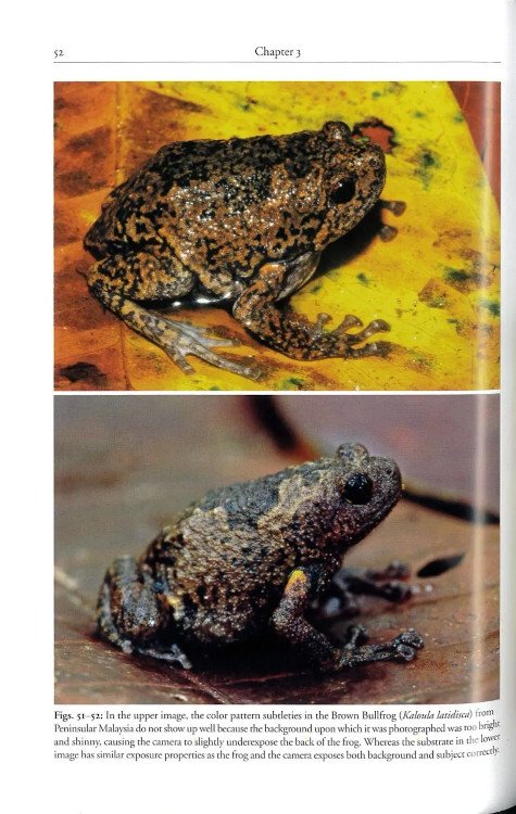 techniques for photographing reptiles and amphibians in the field. how to tell better stories