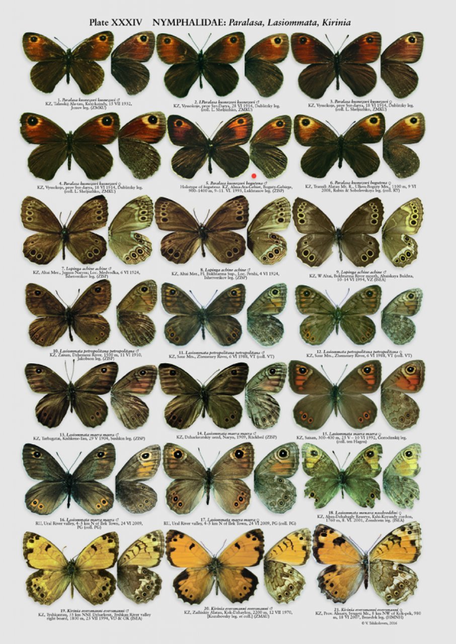 the butterflies of kazakhastan