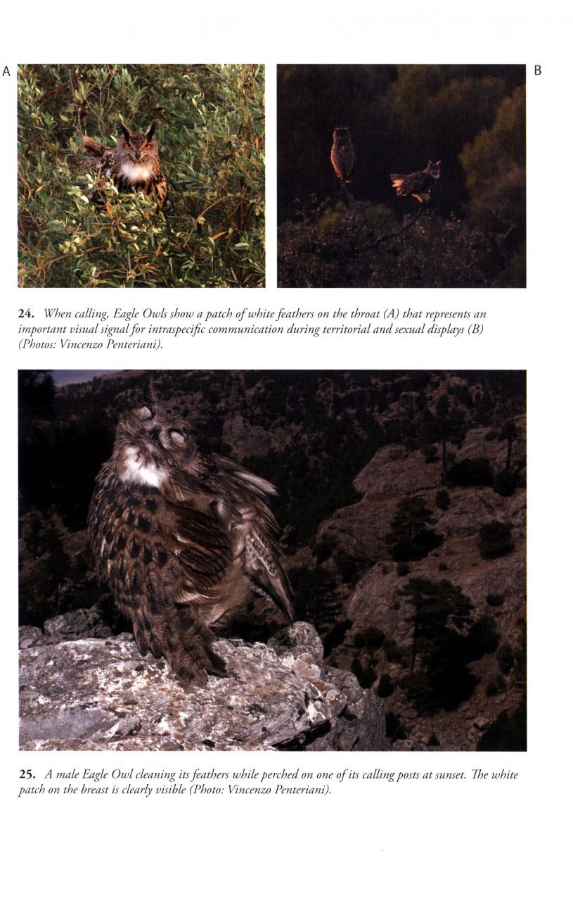 the eagle owl