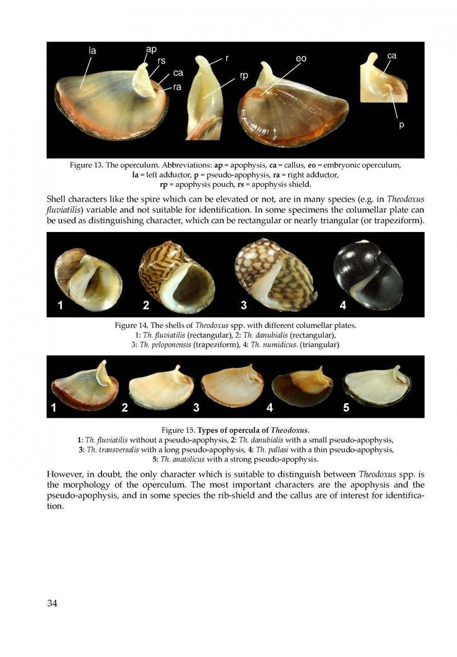 the freshwater gastropods of the west-palaearctis. volume 1