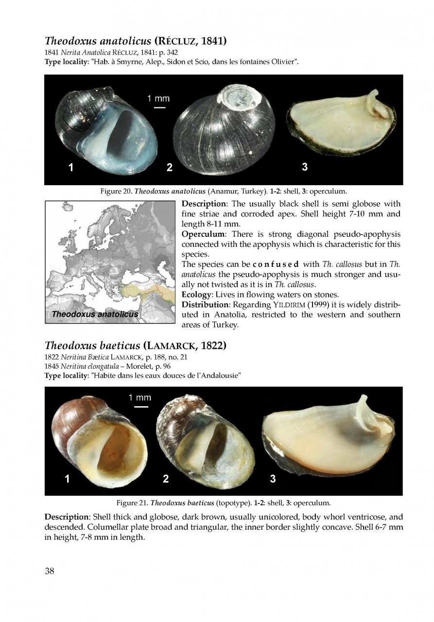 the freshwater gastropods of the west-palaearctis. volume 1