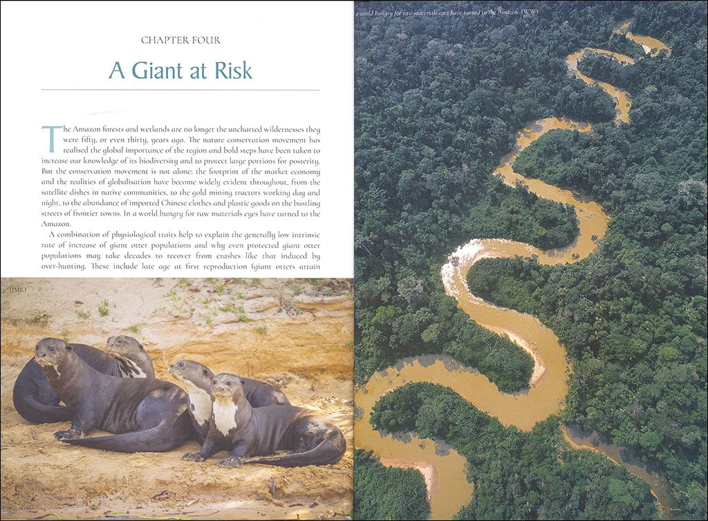 the giant otter. giants of the amazon