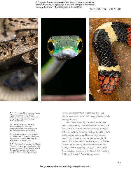 the lives of snakes: a natural history of the world's snakes