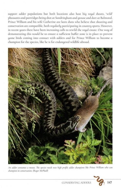 the secret life of the adder. the vanishing viper