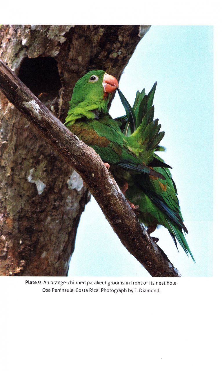 thinking like a parrot